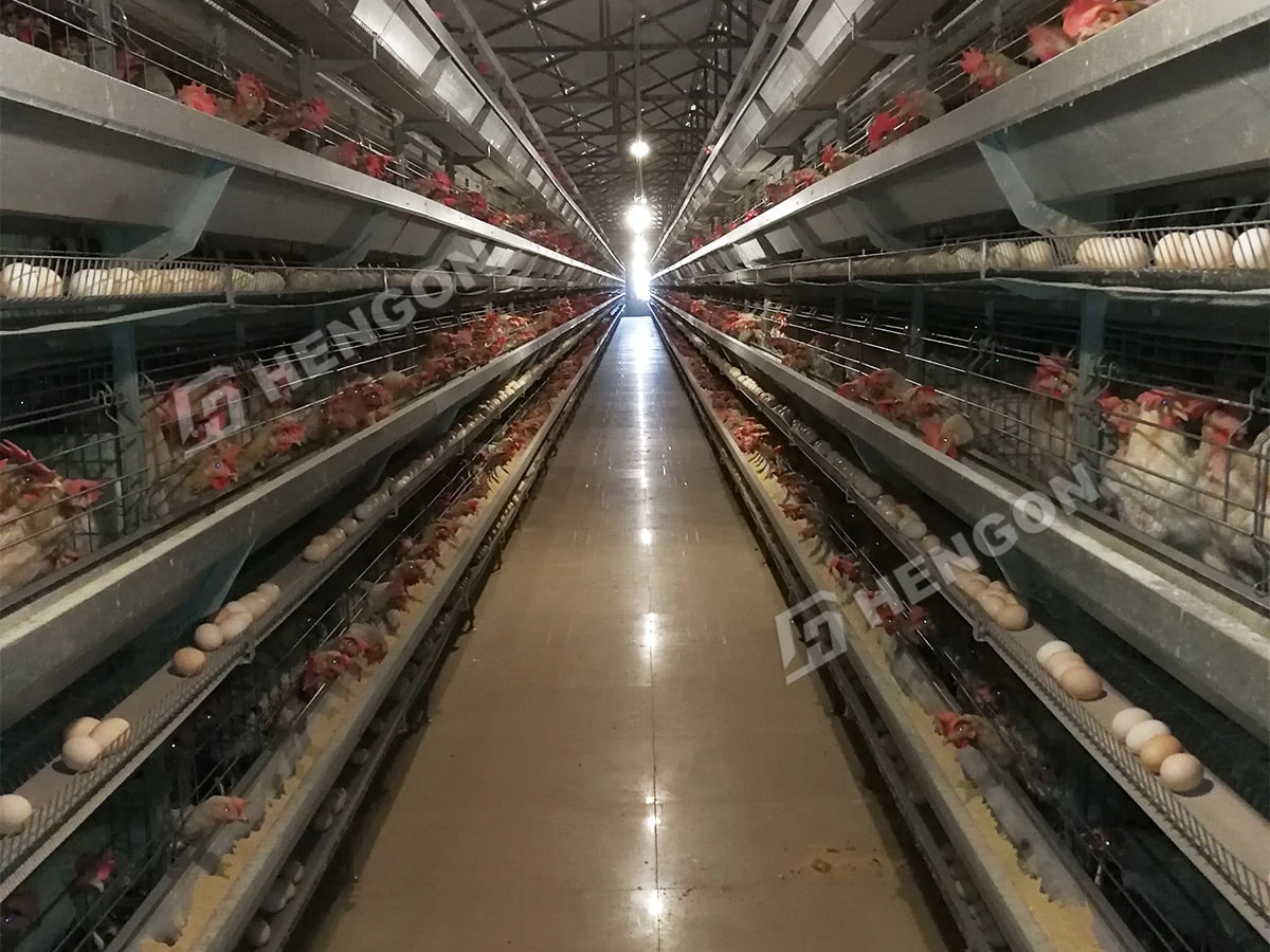 Cages pour pondeuses et couveuses