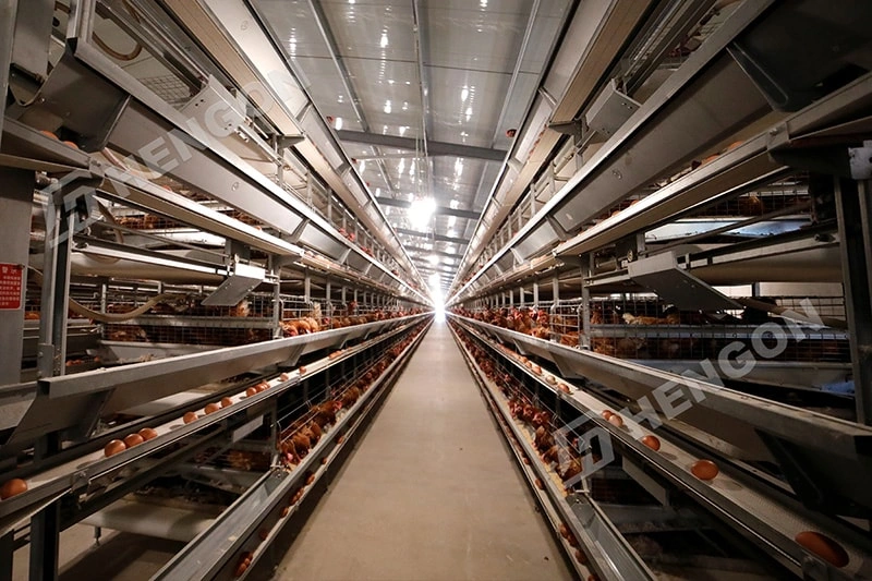Équipement avicole pour les grands projets d'élevage de poules pondeuses