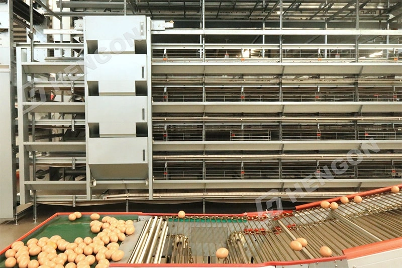 Équipement avicole pour les projets d'élevage de poules pondeuses à grande échelle