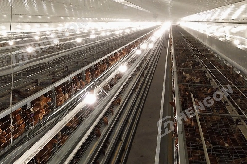Équipement avicole pour les grands projets d'élevage de poules pondeuses