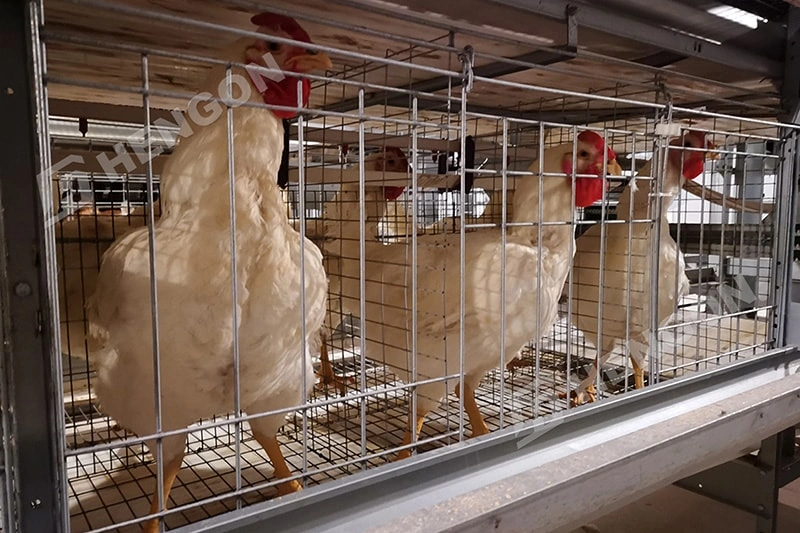 Équipement intelligent pour l'élevage de poulets de chair pour une meilleure croissance Équipement intelligent pour l'élevage de poulets de chair pour une meilleure croissance